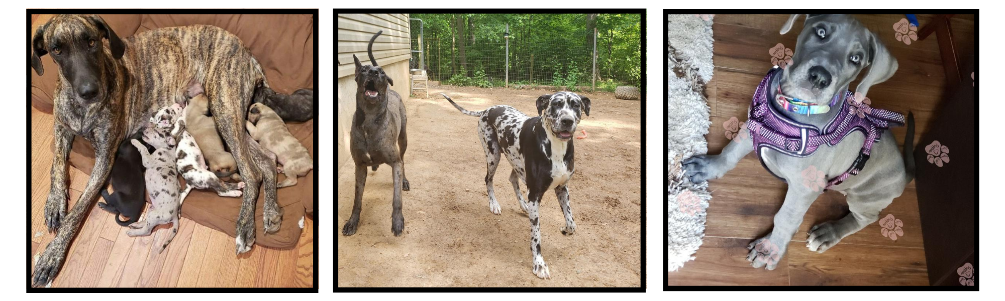 Great Danes